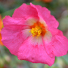 Helianthemum Georgham - Abriachan Nurseries